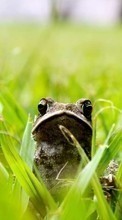 New mobile wallpapers - free download. Frogs, Grass, Animals picture and image for mobile phones.