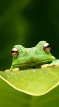 Animals, Frogs for Motorola Moto G 4G 2015