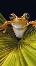 New mobile wallpapers - free download. Animals, Frogs picture and image for mobile phones.
