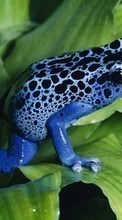New mobile wallpapers - free download. Frogs, Animals picture and image for mobile phones.