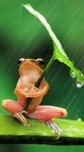 Frogs,Animals for Samsung Galaxy A5