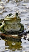 New mobile wallpapers - free download. Frogs,Animals picture and image for mobile phones.