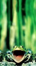 New mobile wallpapers - free download. Frogs,Animals picture and image for mobile phones.