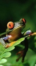 New 720x1280 mobile wallpapers Animals, Frogs free download.
