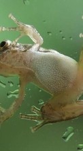 New 360x640 mobile wallpapers Animals, Frogs free download.