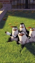 New 360x640 mobile wallpapers Cartoon, Pinguins, Madagascar free download.