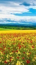 New mobile wallpapers - free download. Poppies, Sky, Clouds, Landscape, Fields picture and image for mobile phones.