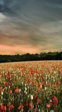 New mobile wallpapers - free download. Landscape, Sky, Poppies picture and image for mobile phones.
