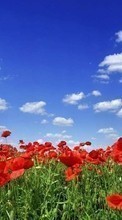 New mobile wallpapers - free download. Plants, Landscape, Sky, Poppies, Tulips picture and image for mobile phones.