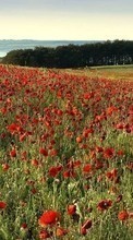New mobile wallpapers - free download. Poppies,Landscape,Fields picture and image for mobile phones.