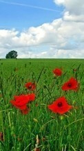 New mobile wallpapers - free download. Poppies,Landscape,Fields picture and image for mobile phones.