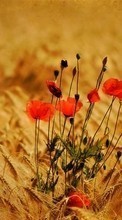 New mobile wallpapers - free download. Poppies, Wheat, Plants picture and image for mobile phones.