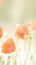 New mobile wallpapers - free download. Poppies,Plants picture and image for mobile phones.