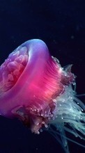 New mobile wallpapers - free download. Jellyfish, Sea, Animals picture and image for mobile phones.