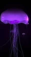 New mobile wallpapers - free download. Animals, Sea, Jellyfish picture and image for mobile phones.