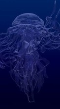 New mobile wallpapers - free download. Animals, Sea, Jellyfish picture and image for mobile phones.