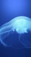 New 720x1280 mobile wallpapers Animals, Water, Jellyfish free download.