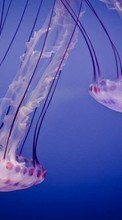 New mobile wallpapers - free download. Jellyfish,Animals picture and image for mobile phones.