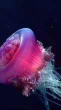 Jellyfish,Animals for Samsung B3410
