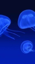 New 128x160 mobile wallpapers Animals, Sea, Jellyfish free download.