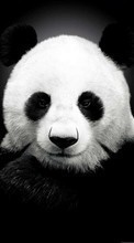 New mobile wallpapers - free download. Bears, Pandas, Animals picture and image for mobile phones.