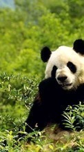New mobile wallpapers - free download. Bears, Pandas, Animals picture and image for mobile phones.