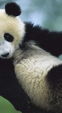 New mobile wallpapers - free download. Animals, Bears, Pandas picture and image for mobile phones.