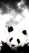New 240x320 mobile wallpapers Animals, Bears, Pandas free download.