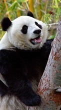 New mobile wallpapers - free download. Animals, Bears, Pandas picture and image for mobile phones.