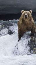 New mobile wallpapers - free download. Bears, Water, Animals picture and image for mobile phones.