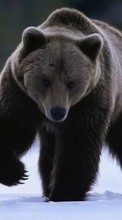 New mobile wallpapers - free download. Bears, Animals picture and image for mobile phones.