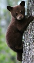 New mobile wallpapers - free download. Bears, Animals picture and image for mobile phones.