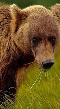 Bears, Animals for Sony Xperia Neo L MT25i