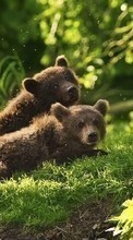 New mobile wallpapers - free download. Bears,Animals picture and image for mobile phones.