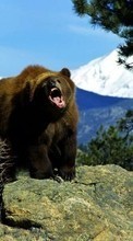 New mobile wallpapers - free download. Bears,Animals picture and image for mobile phones.
