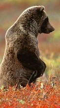 Bears,Animals for BlackBerry Leap