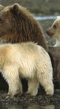 New 240x320 mobile wallpapers Animals, Bears free download.