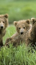 New 320x480 mobile wallpapers Animals, Bears free download.