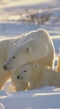 New 240x320 mobile wallpapers Animals, Winter, Bears free download.