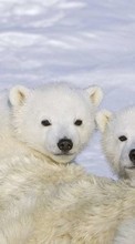 New mobile wallpapers - free download. Animals, Winter, Bears picture and image for mobile phones.