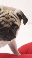 New mobile wallpapers - free download. Animals, Dogs, Pugs picture and image for mobile phones.