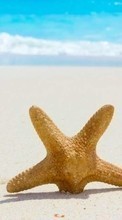 New mobile wallpapers - free download. Sea, Starfish, Objects, Landscape, Sand, Beach picture and image for mobile phones.