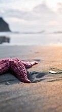 New mobile wallpapers - free download. Sea, Starfish, Nature, Beach picture and image for mobile phones.