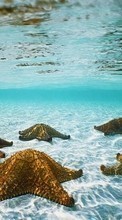 New mobile wallpapers - free download. Landscape, Water, Sea, Starfish picture and image for mobile phones.