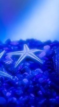 New mobile wallpapers - free download. Sea, Starfish, Shells, Animals picture and image for mobile phones.