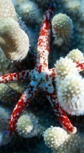 New mobile wallpapers - free download. Sea, Starfish, Animals picture and image for mobile phones.