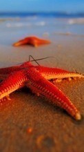 New mobile wallpapers - free download. Sea, Starfish, Animals picture and image for mobile phones.