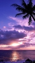 New mobile wallpapers - free download. Landscape, Sunset, Sky, Sea, Sun, Palms picture and image for mobile phones.