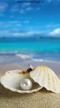 New mobile wallpapers - free download. Sea, Objects, Shells, Pearls picture and image for mobile phones.