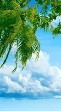 New mobile wallpapers - free download. Sea, Clouds, Palms, Landscape picture and image for mobile phones.